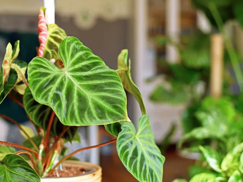 Philodendron hybrid