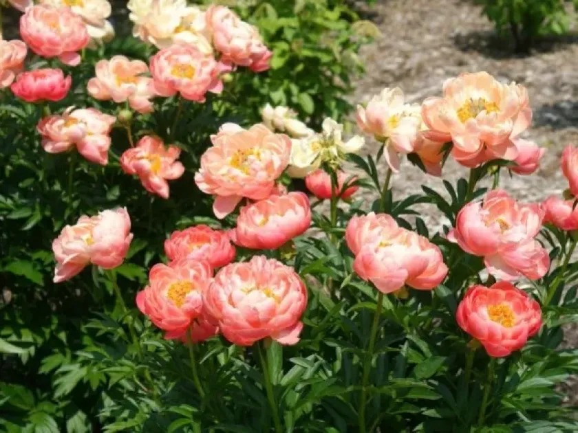Hybrid peony
