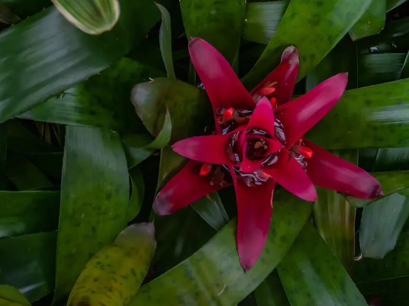 Nidularium hybrid