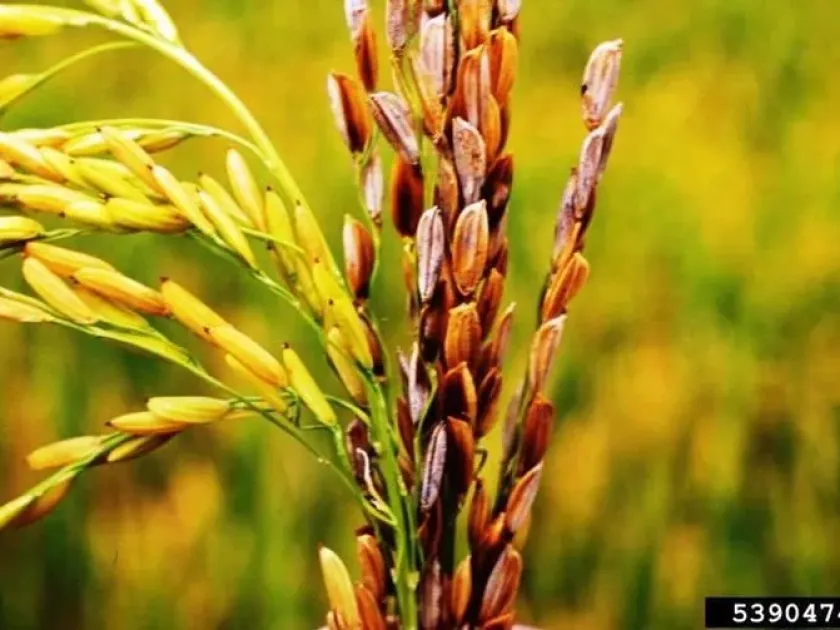 Burkholderia glumae