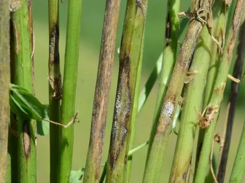 Alfalfa anthracnose