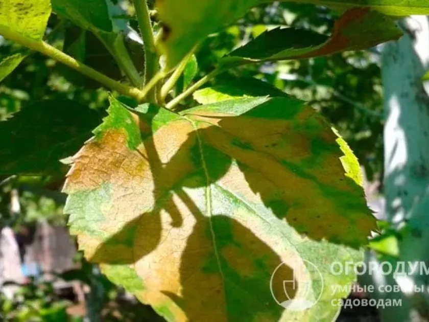 Хлоротична плямистість яблуні