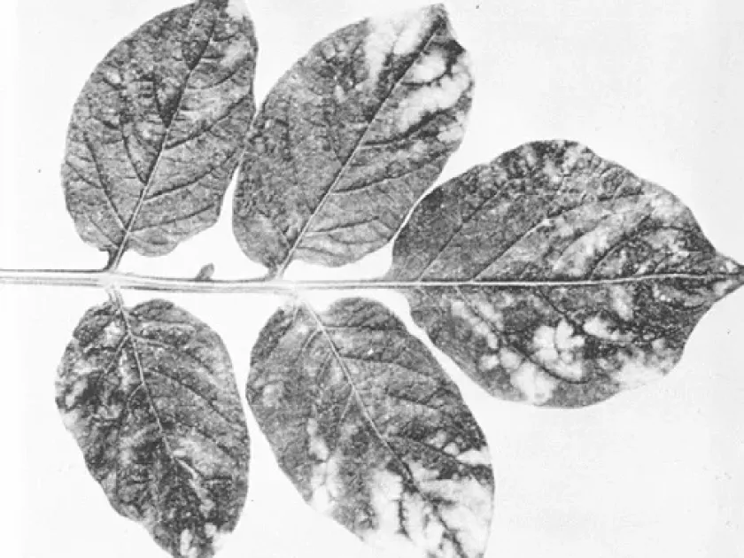 Potato aucuba mosaic