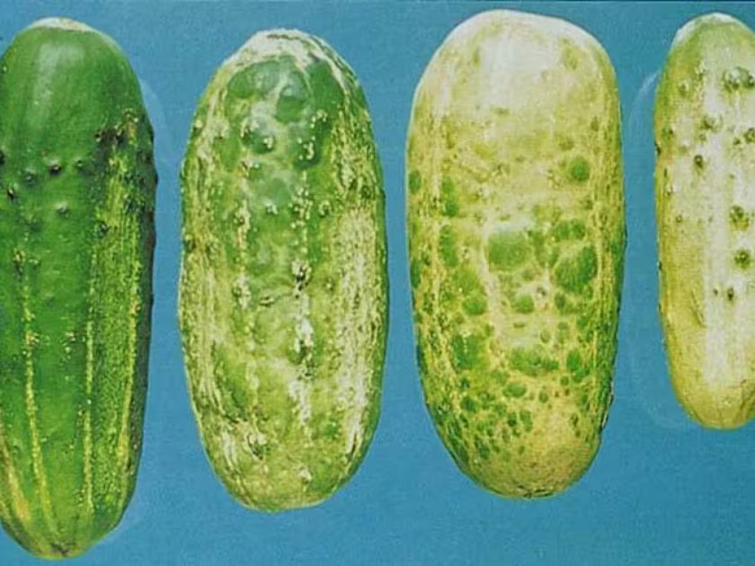 Cucumber green mottle mosaic virus