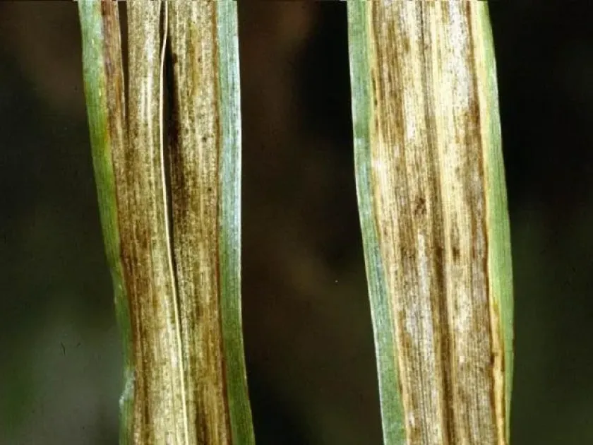 Barley stripe