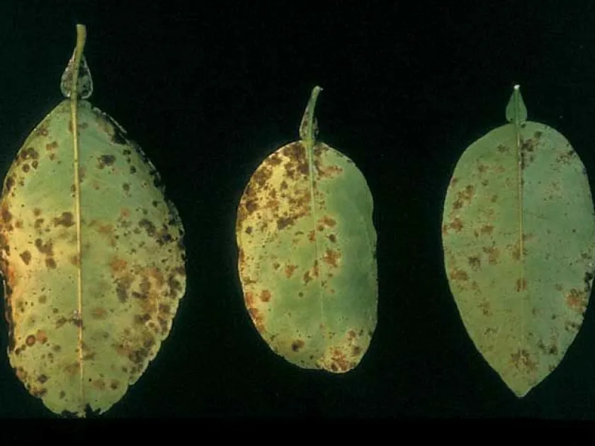 Citrus leaf rugosity