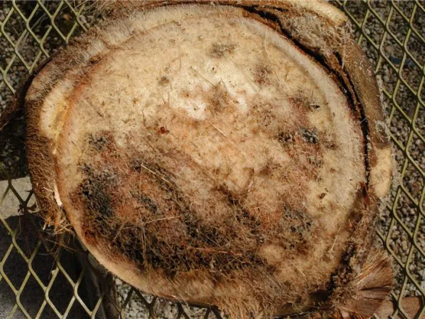 Thielaviopsis paradoxa