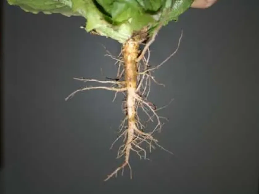 Rhizorhapis suberifaciens