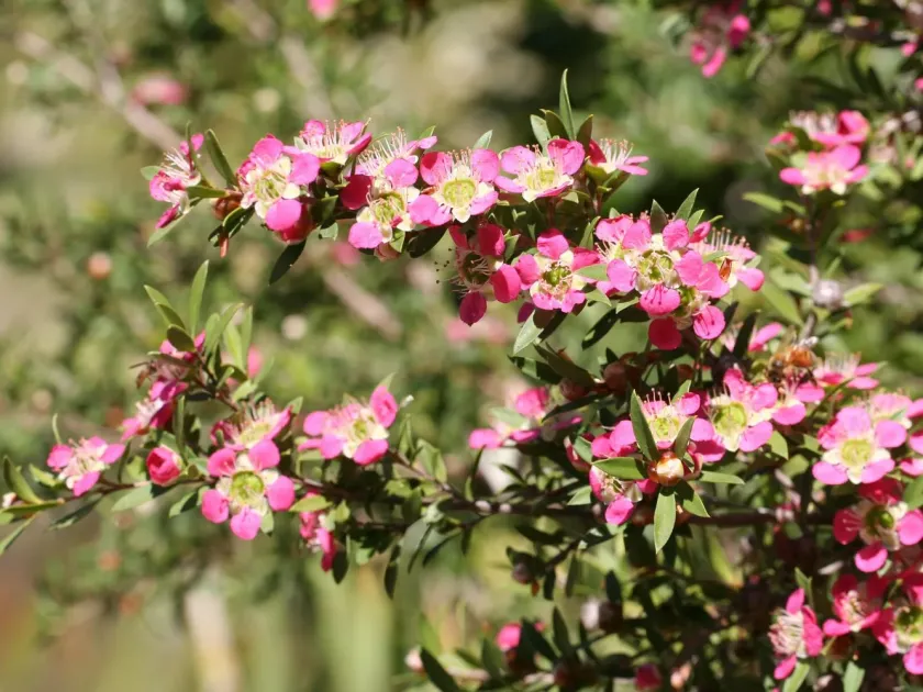 Leptospermum hybrid