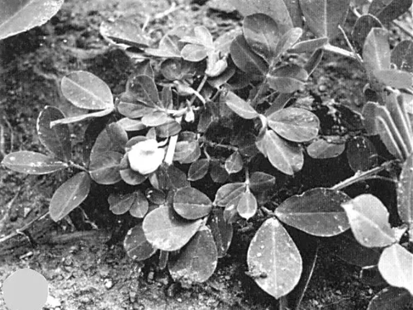 Peanut clump virus