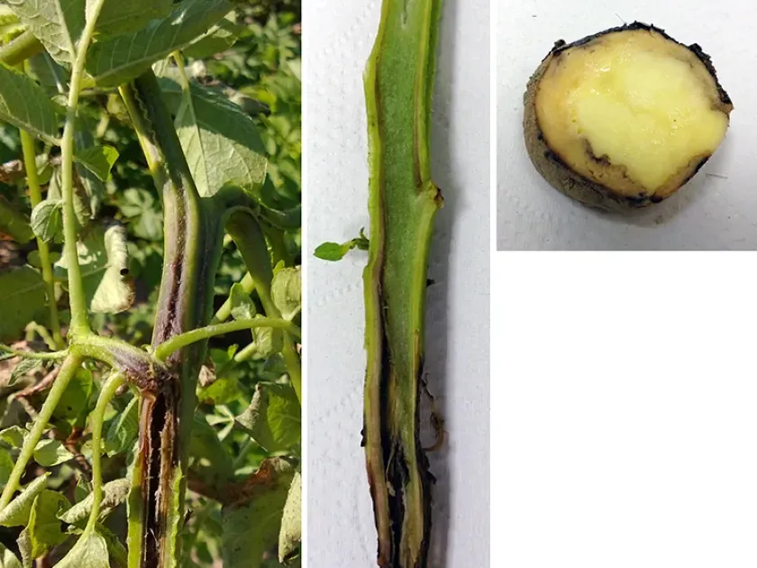Potato blackleg