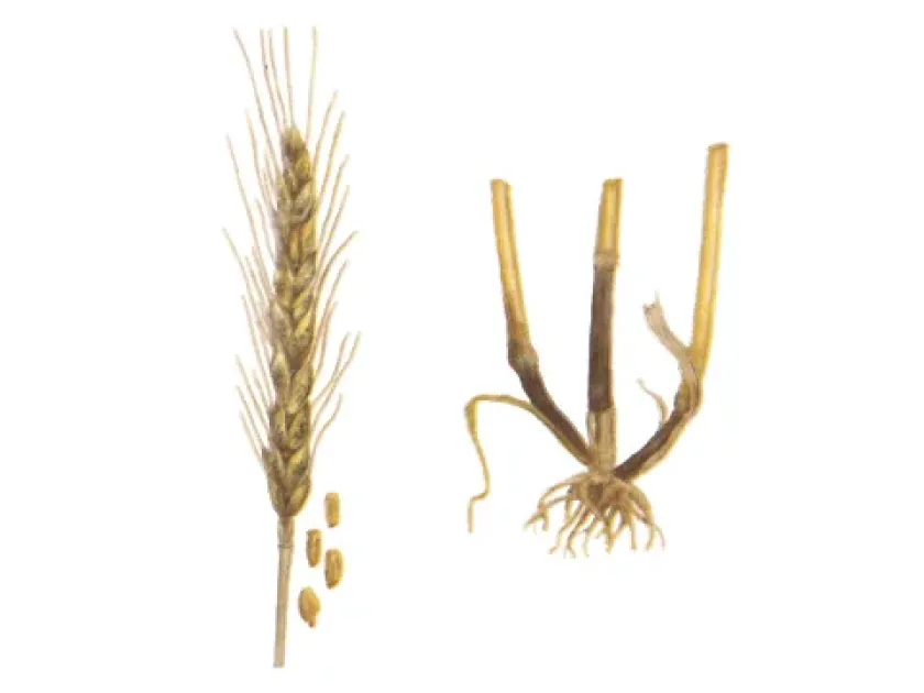 Gaeumannomyces graminis