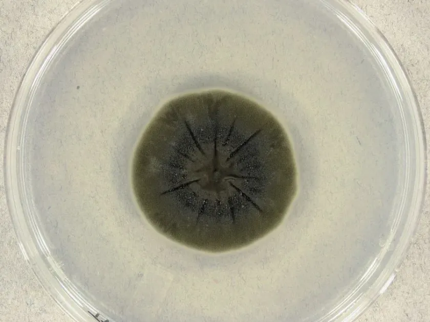 Cladosporium mold