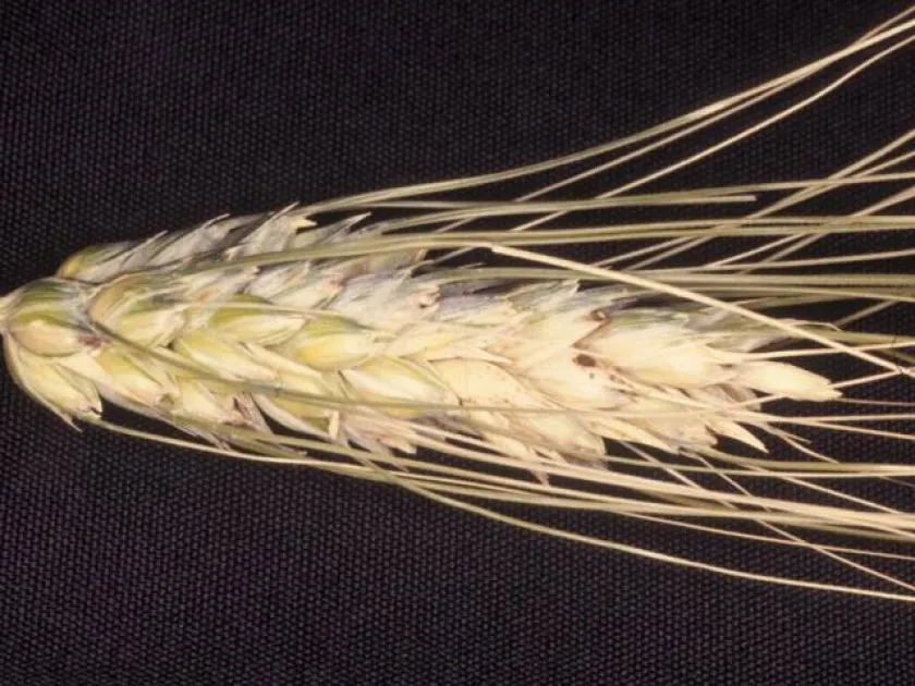Cladosporium leaf mold