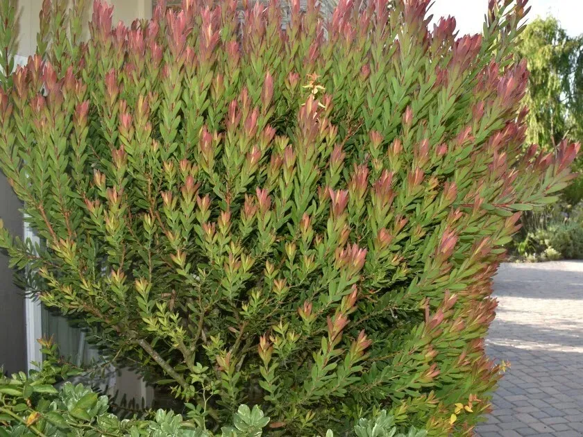 Leucadendron hybrid