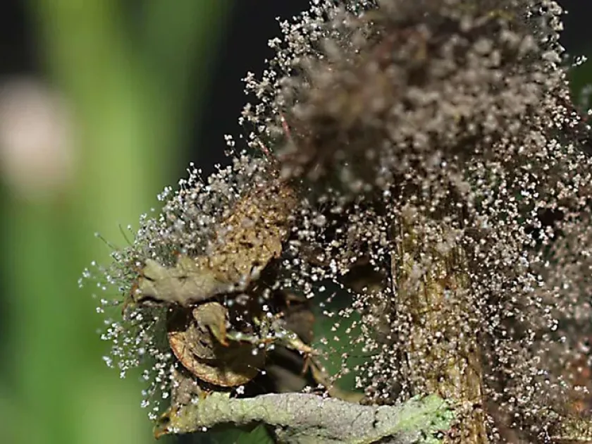 Botrytis