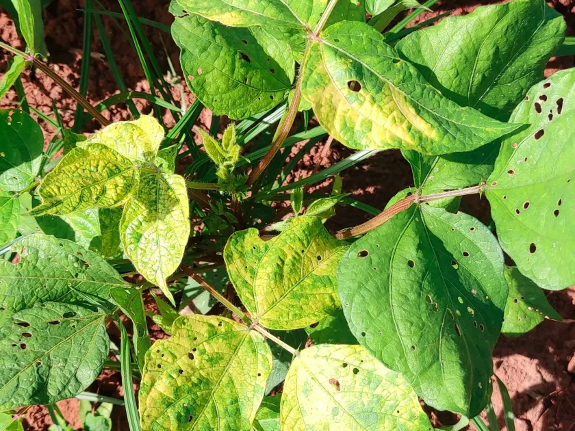 Mungbean yellow mosaic virus