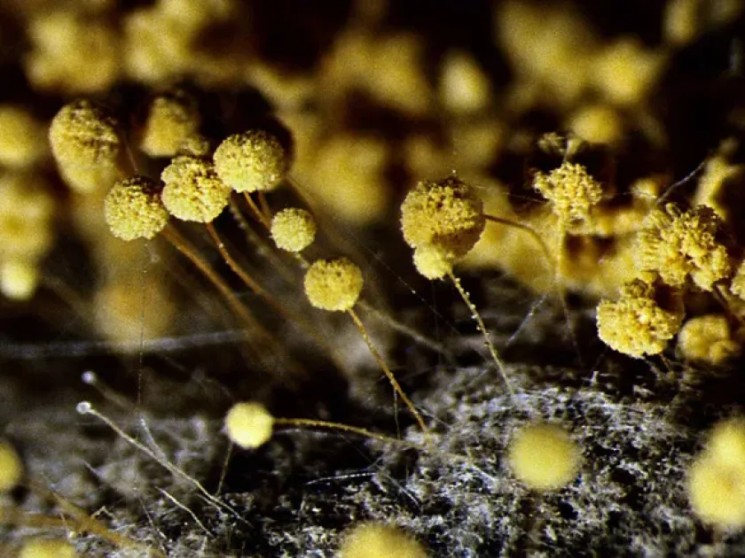 Aspergillus ochraceus