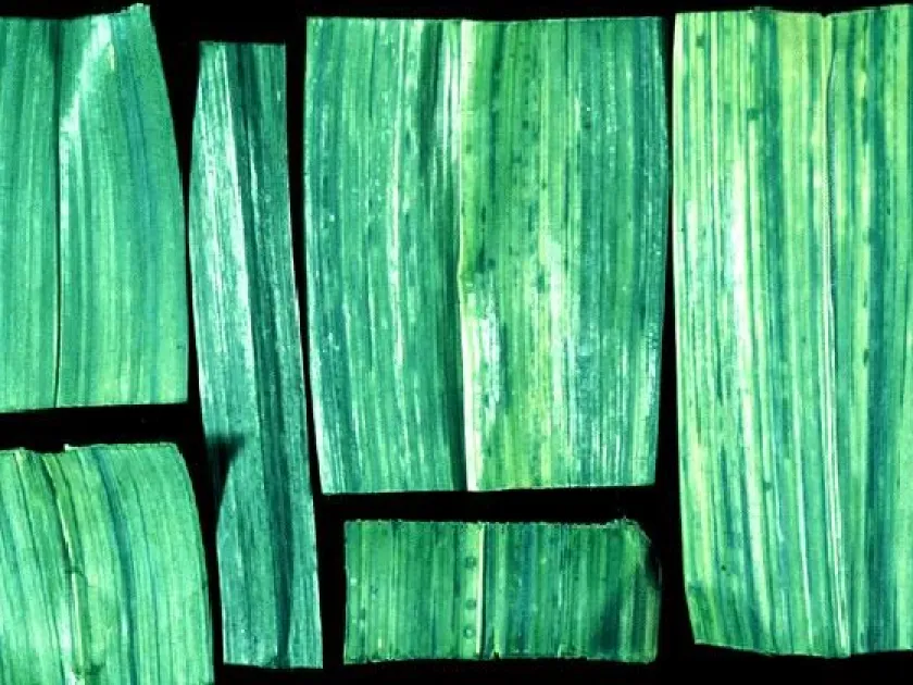 Leek yellow stripe virus