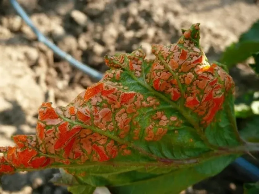 Raspberry rust