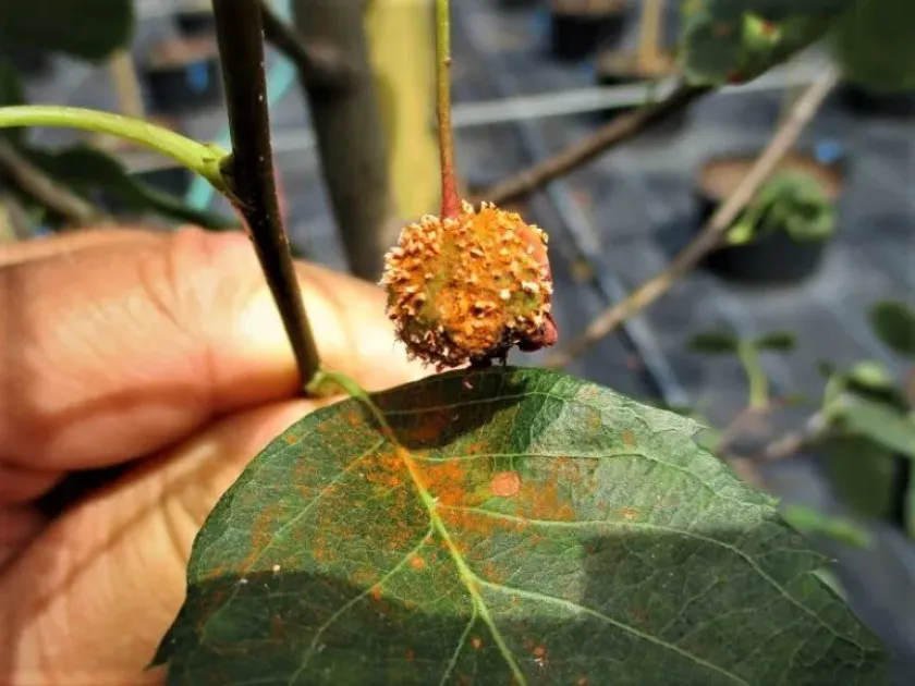 Gymnosporangium clavipes