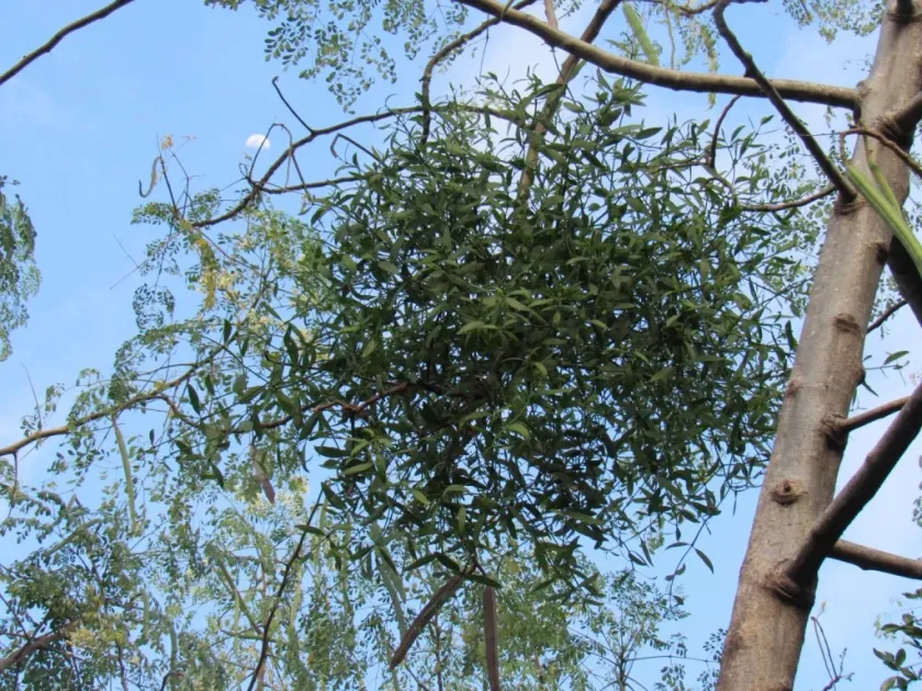 Oryctanthus