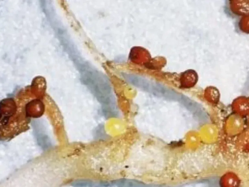 Soybean cyst nematode