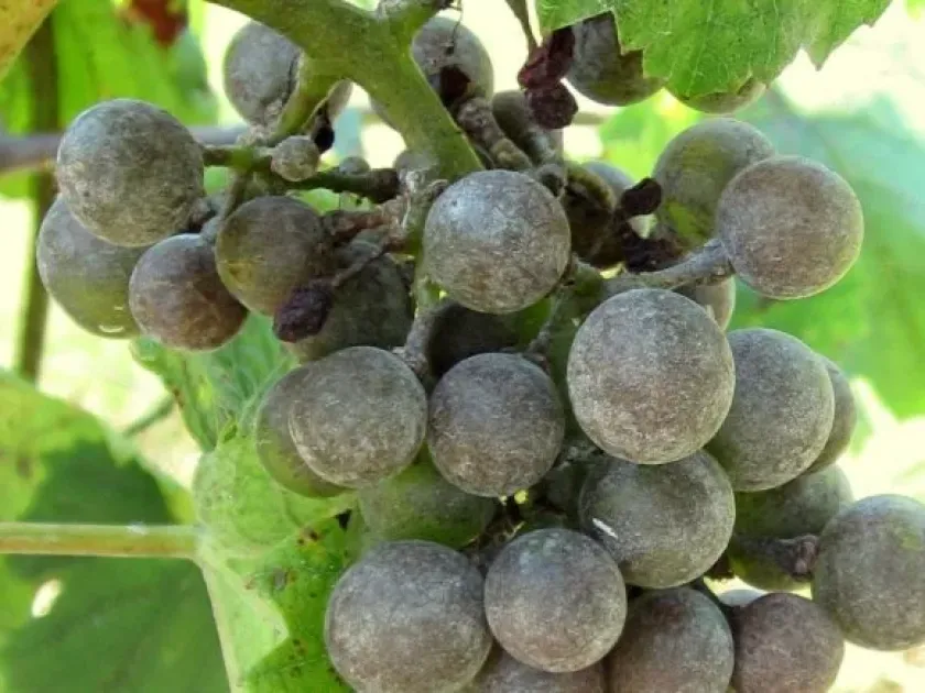Powdery mildew
