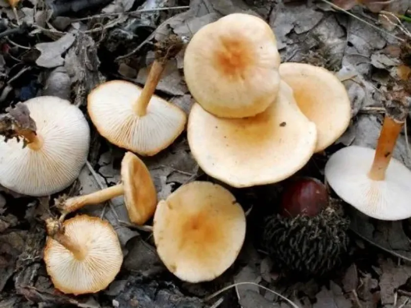 Collybia dryophila