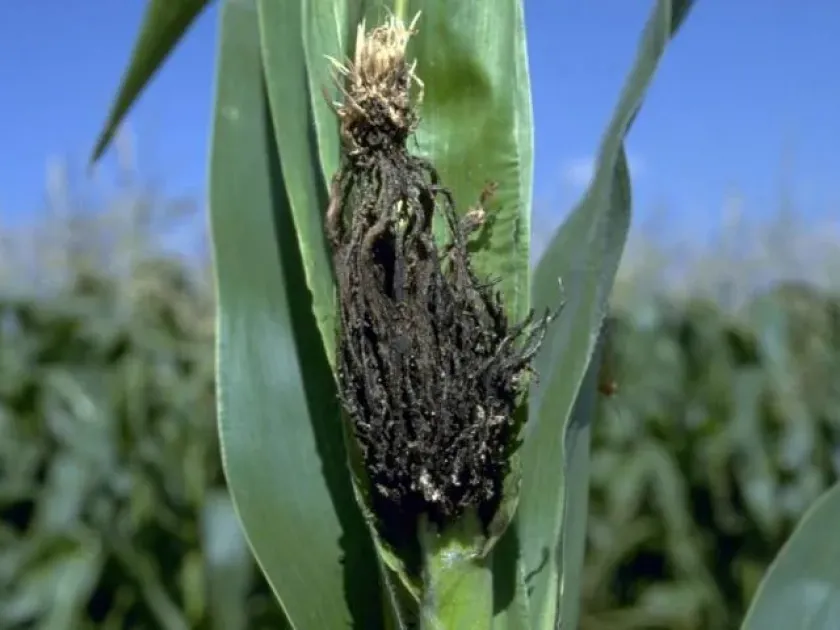 Head smut of maize