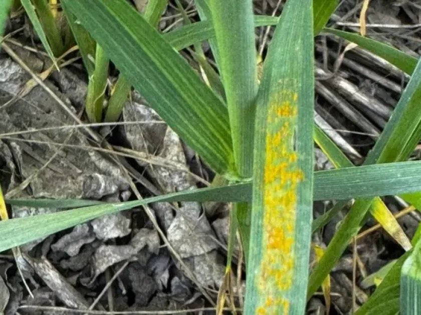 Wheat yellow rust