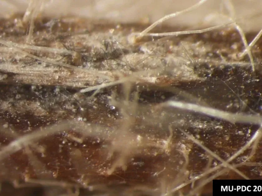 Cercospora leaf blight