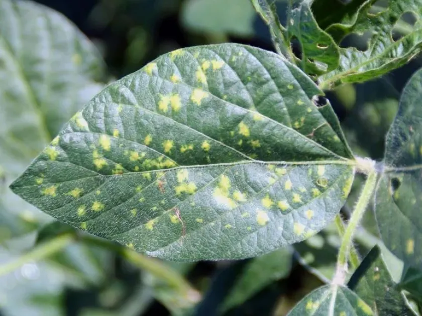 Soybean downy mildew