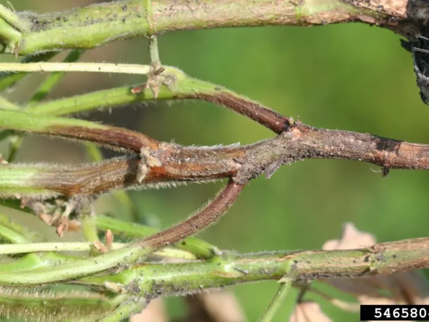 Diaporthales fungi