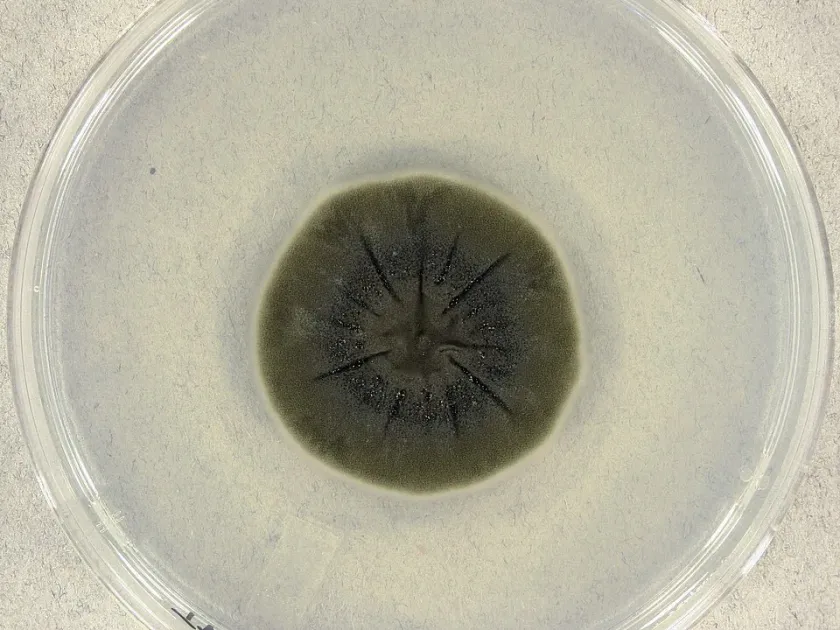 Cladosporium macrocarpum