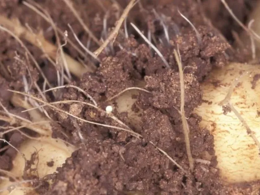 Beet cyst nematode