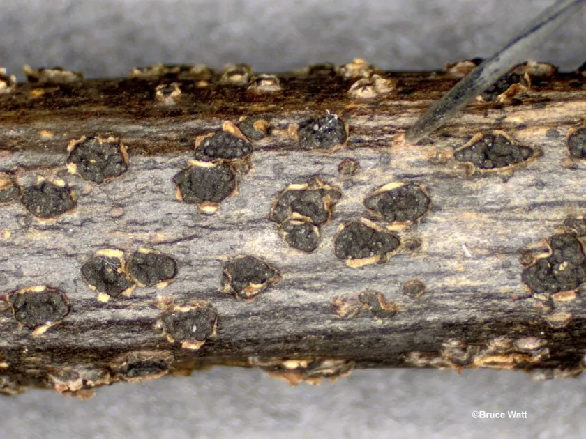 Botryosphaeria quercuum