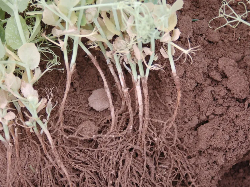 Aphanomyces root rot of clover