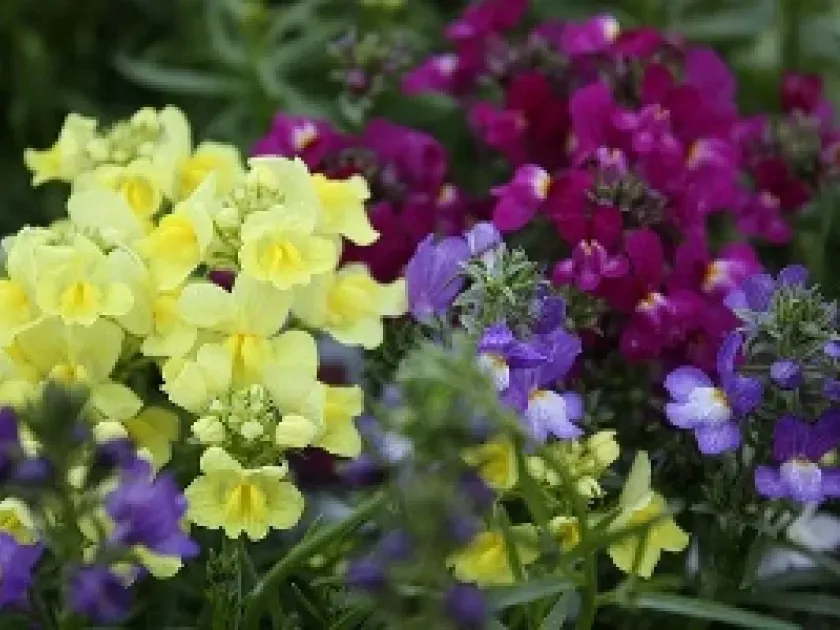Linaria hybrids