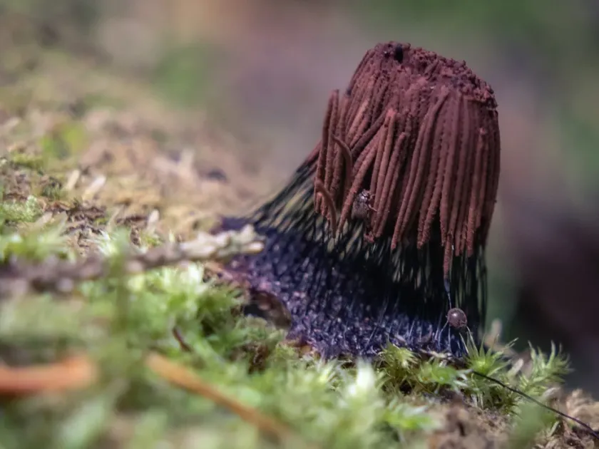 Stemonitis
