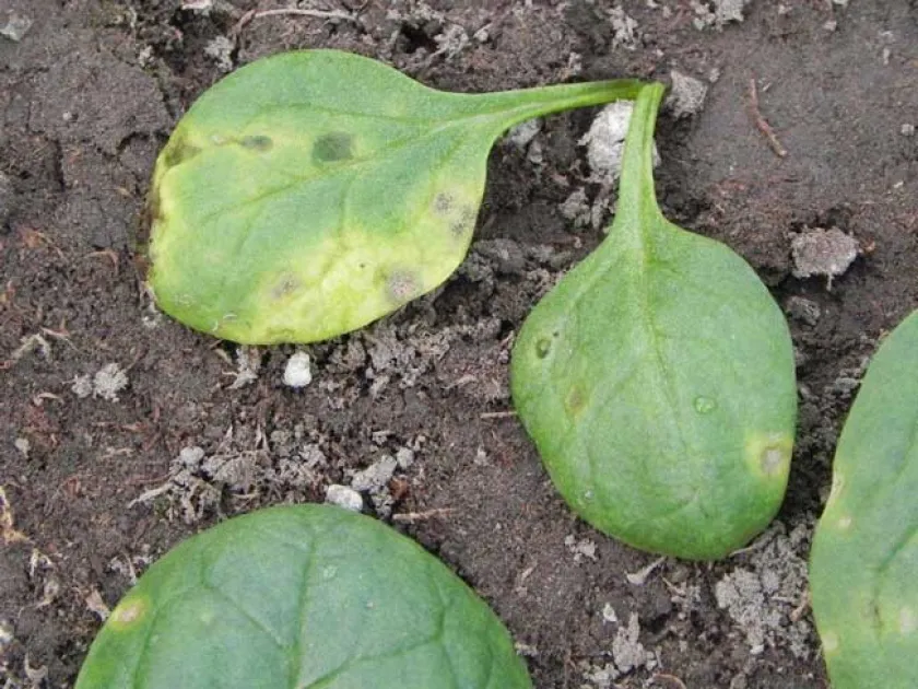Spinach anthracnose