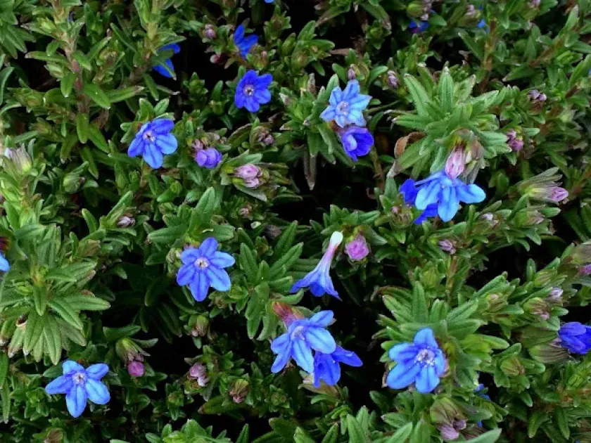 Lithodora hybrids