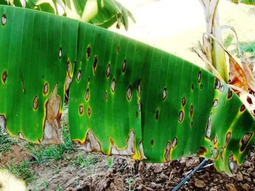 Banana Phaeoseptoria leaf spot