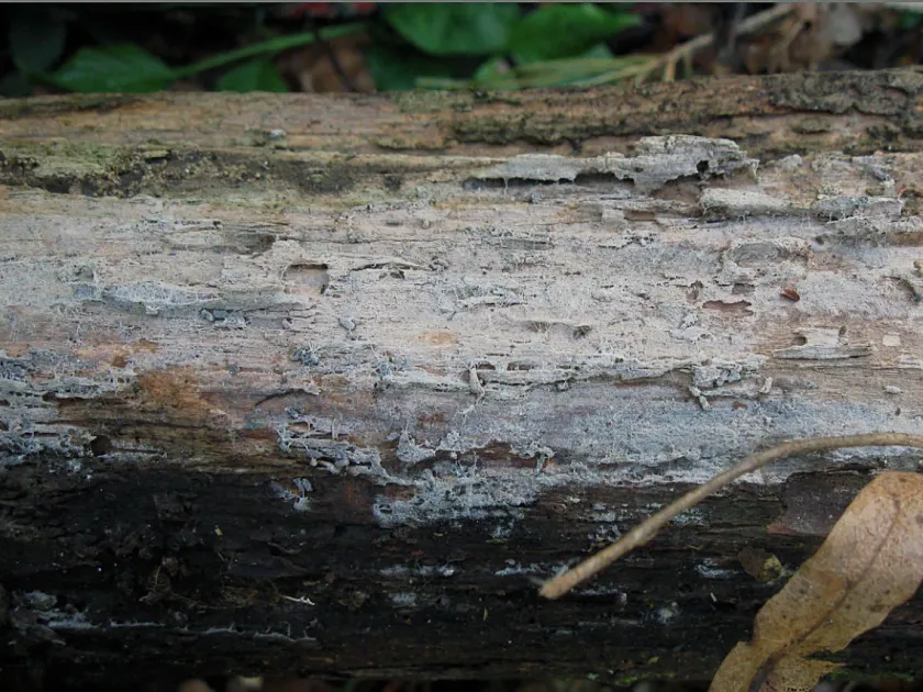 Ceratobasidium cornigerum