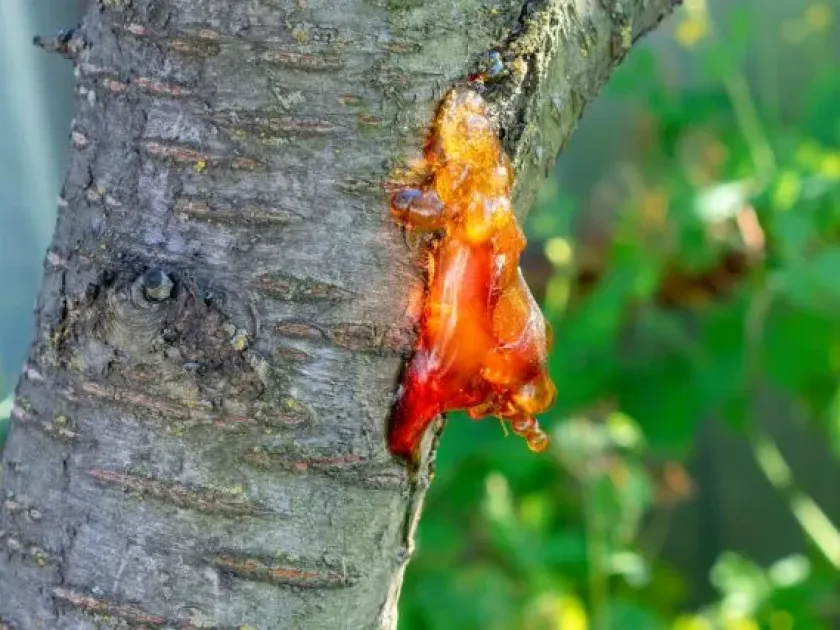 Leucostoma fruit tree canker