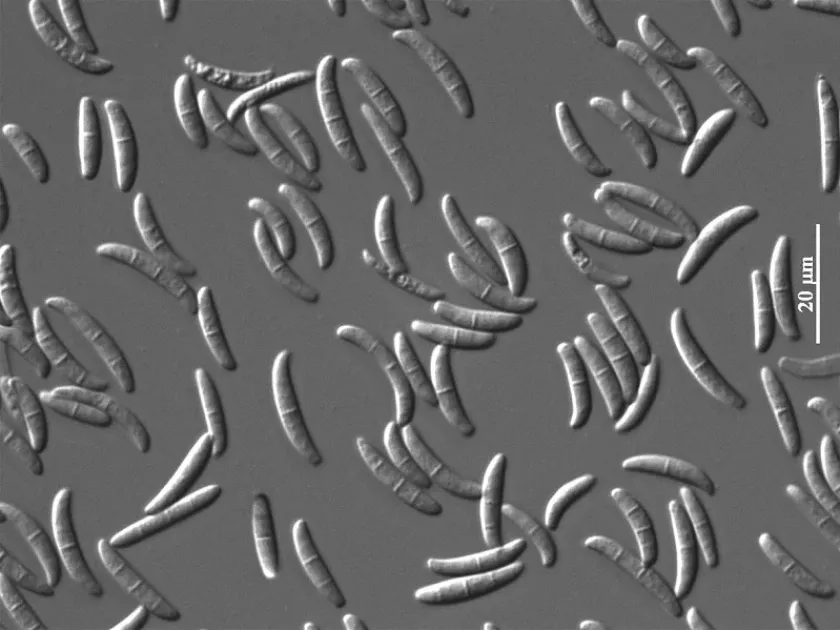 Microdochium nivale