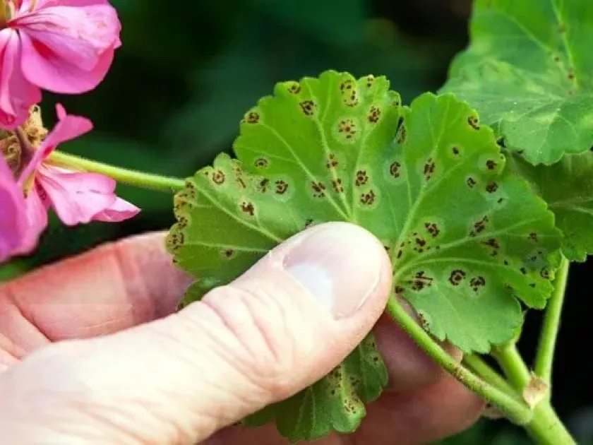 Geranium rust