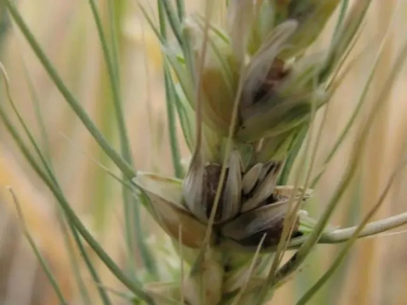 Dwarf bunt of wheat