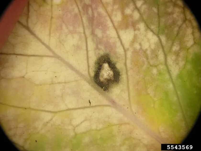 White leaf spot of brassicas