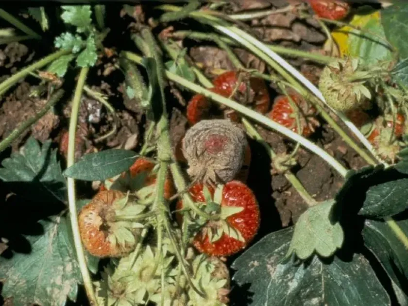 Discohainesia oenotherae
